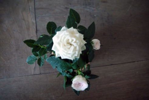 Kleine weiße Rose | raupenblau